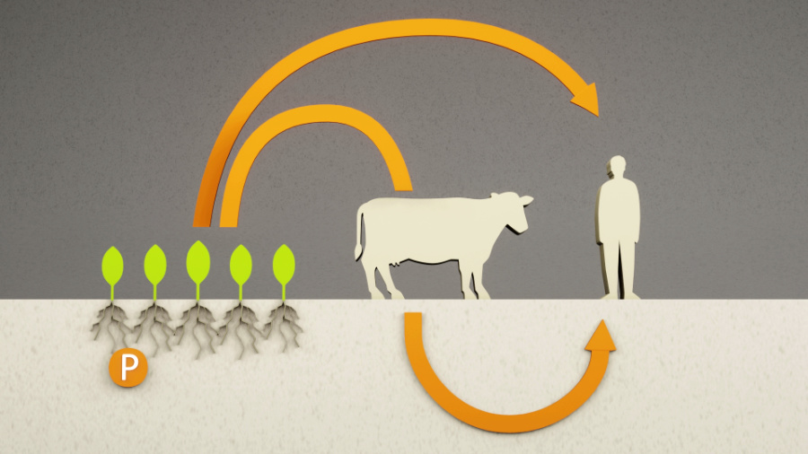 Erklärfilm zu "RephoR" über Phosphor-Recycling. Standbild: Phase im Phosphor-Kreislauf. Orangene Pfiele zeigen von Gemüsepflanzen auf dem Feld auf die Silouette einer Kuh und eines Menschen.
